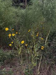 Helianthus agrestis, photograph (c) Giavanna Harrington, some rights reserved (CC BY)