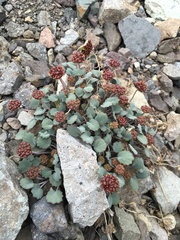Pozoa coriacea