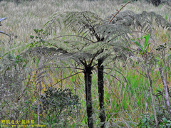 Cyathea crinita