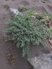 Melosperma andicola