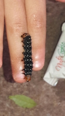 Xanthopastis timais