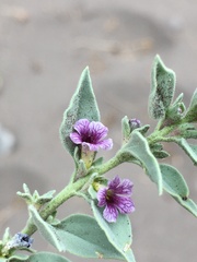 Melosperma andicola