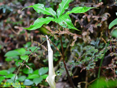 Arisaema leschenaultii