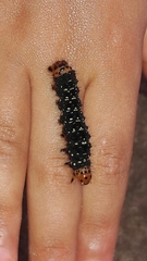 Xanthopastis timais
