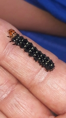 Xanthopastis timais
