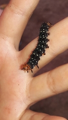 Xanthopastis timais