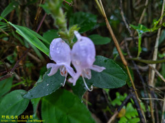 Strobilanthes viscosa