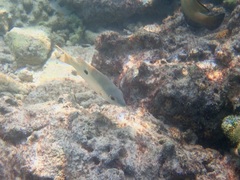 Lutjanus fulviflamma