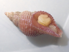 Aulacofusus brevicauda