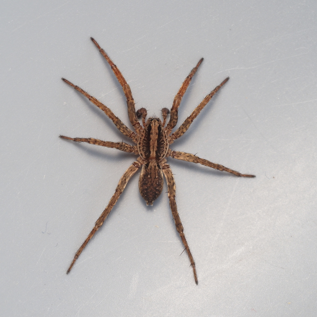 Varacosa shenandoa