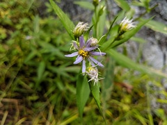 Symphyotrichum puniceum puniceum