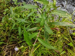 Symphyotrichum puniceum puniceum