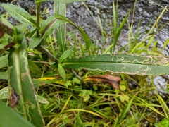 Symphyotrichum puniceum puniceum