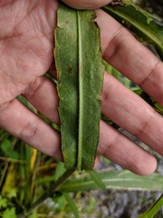 Symphyotrichum puniceum puniceum