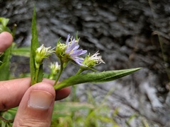 Symphyotrichum puniceum puniceum