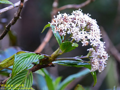 Hedyotis lessertiana