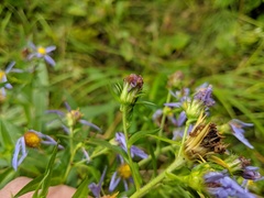 Symphyotrichum puniceum puniceum