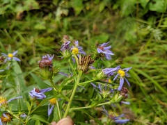 Symphyotrichum puniceum puniceum