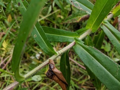 Symphyotrichum puniceum puniceum