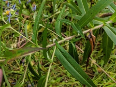 Symphyotrichum puniceum puniceum