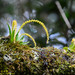 Oberonia wightiana - Photo (c) Kinmatsu Lin, alguns direitos reservados (CC BY-NC), uploaded by Kinmatsu Lin