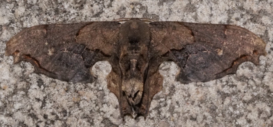 Erosia incendiata