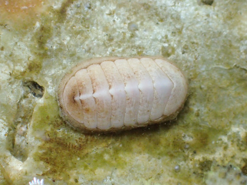 Northern White Chiton