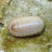 Northern White Chiton - Photo (c) Claude Nozères, some rights reserved (CC BY-NC), uploaded by Claude Nozères