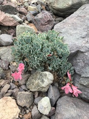 Alstroemeria spathulata