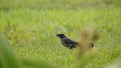 Acridotheres cristatellus formosanus