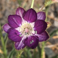 Malesherbia linearifolia