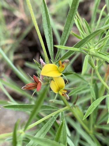Lotononis carinata