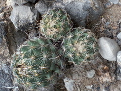 Coryphantha pallida