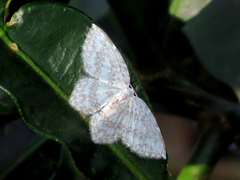 Leucodrepana serratilinea