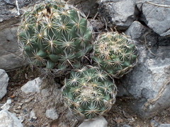 Coryphantha pallida