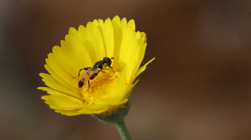 Unknown species found near N Galvin Pkwy, Phoenix, AZ, US