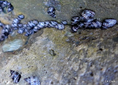 Echinolittorina interrupta