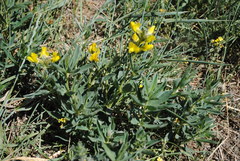 Thermopsis lanceolata