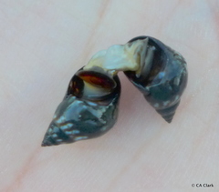 Echinolittorina interrupta