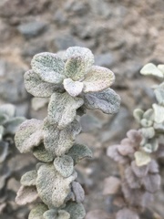 Calceolaria polifolia