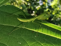 Hierodula mindanensis