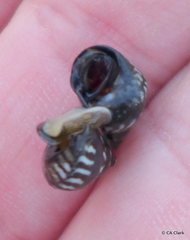 Echinolittorina interrupta