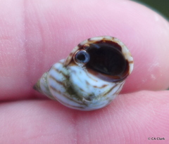Echinolittorina ziczac