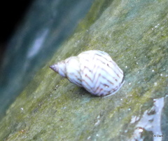 Echinolittorina ziczac