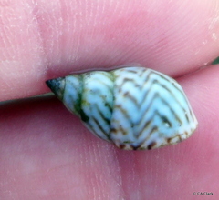 Echinolittorina ziczac