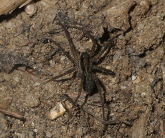 Pardosa laura