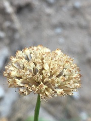 Asteriscium chilense