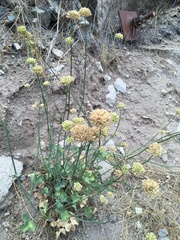 Asteriscium chilense
