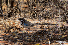 Uratelornis chimaera