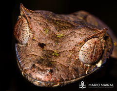 Uroplatus phantasticus